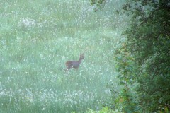 40oder_mehrjaehriges_47_20150630_1349991838