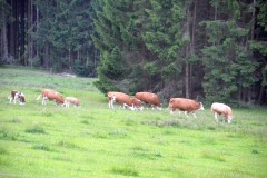 treffen_der_ehemaligen_vom_26_bis_28_juni_2015__20150628_2032316232