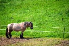 ehemaligentreff_2017_20170904_1021777812