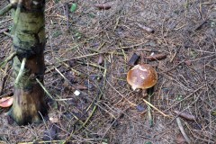 ehemaligentreff_2017_20170904_1150711779
