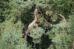 ehemaligentreff_2017_20170904_1647036569