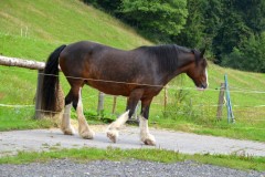 ehemaligentreff_2017_20170904_1992910280