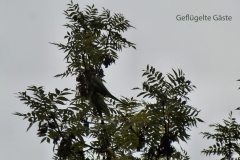 treffen_6_6_20221117_2043690404